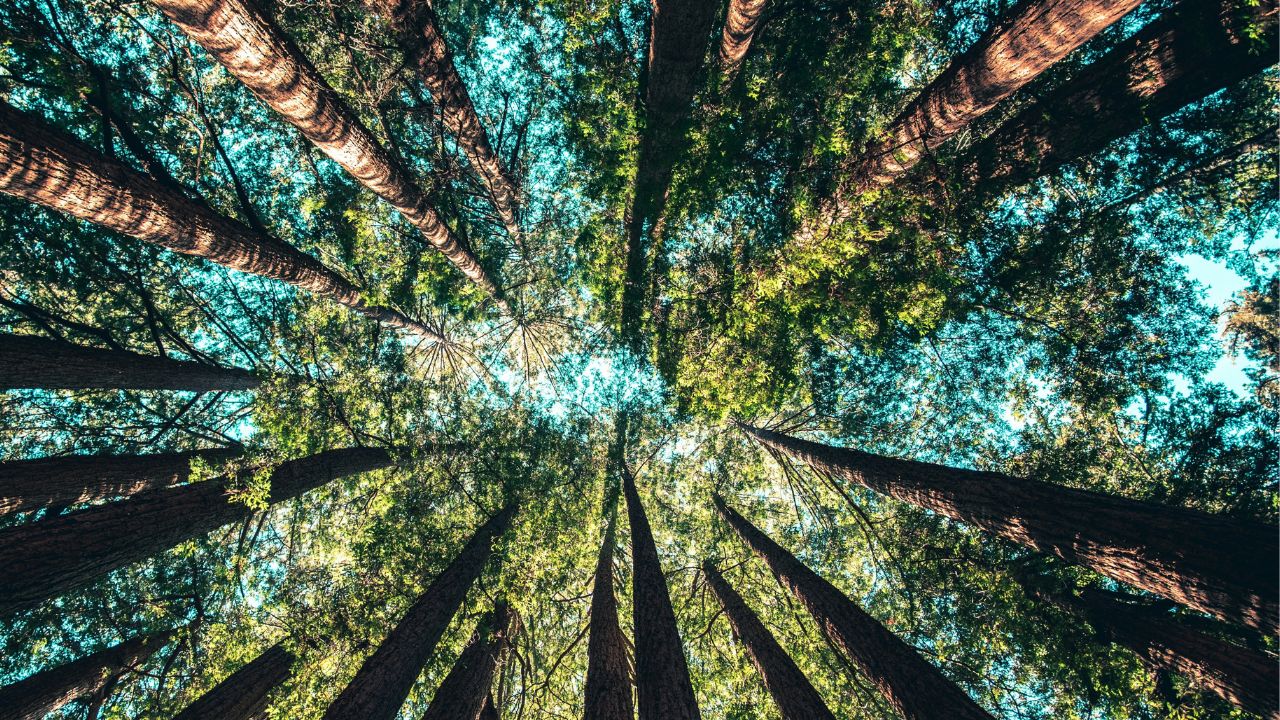 Dari Tebang Butuh ke Tunda Tebang: Jalan Fiskal Hijau Menjaga Ekologi dan Ekonomi